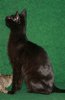 Taboo 11-27-08 05.jpg