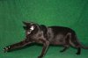 Taboo 11-27-08 06.jpg