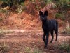 Black Serval.jpg