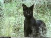 Melanistic serval 01.jpg