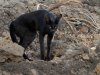 Melanistic-serval.jpg