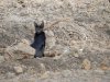 Melanistic-serval-Meru-National-Park.jpg