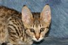 Amini Katika 2016 0207 02.JPG