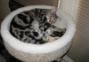 xumi nap 4-30-12.JPG