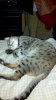 spots.jpg