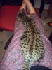 lap.jpg