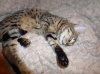margot_sleep2.jpg