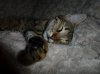 margot_sleeping.jpg