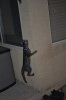 CatPictures.5.15.12 722.JPG