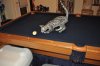 CatPictures.5.15.12 711.JPG