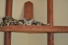 CatPictures.5.15.12 578.JPG