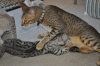 CatPictures.5.15.12 679.JPG