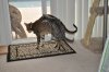 CatPictures.5.15.12 608.JPG