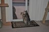 CatPictures.5.15.12 609.JPG