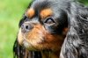 coco close up small.jpg
