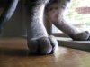 xumi macro toes 5-19-12.jpg