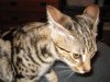 xumi airplane ears 1 4-30-12.jpg