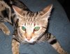 xumi airplane ears 2 4-30-12.jpg