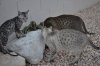CatPictures.5.15.12 693.JPG