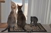 CatPictures.5.15.12 601.JPG