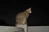 DSC_1168.JPG