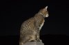 DSC_1169.JPG