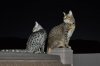 DSC_1170.JPG
