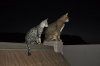 DSC_1171.JPG
