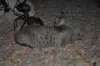 DSC_1177.JPG