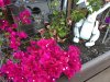 0941 rafiki bunny bougenvilla.JPG
