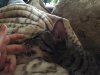 rafiki sucking finger caterday 1039.JPG