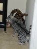4-15- 2016 Maliik pummels Atticus.jpg