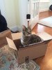 Brought to you by Amazon Prime!.jpg