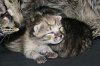 Chipukizi Lightl 2016 0522 01.JPG
