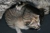 Chipukizi Lightl 2016 0522 02.JPG