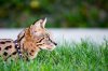 _66A7508-small.jpg