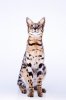 _66A7640-2-small.jpg