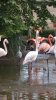 Safari West 2016 0606 004.jpg