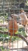 Safari West 2016 0606 031.jpg