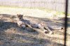 Safari West 2016 0606 041.jpg