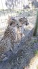 Safari West 2016 0606 042.jpg