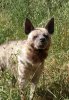 Safari West 2016 0606 056.jpg