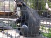 Safari West 2016 0606 073.jpg