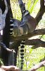 Safari West 2016 0606 091.jpg
