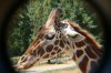 Safari West 2016 0606 148.JPG