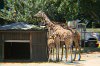 Safari West 2016 0606 159.JPG