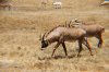 Safari West 2016 0606 174.JPG