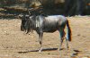 Safari West 2016 0606 205.JPG