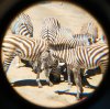 Safari West 2016 0606 214.JPG