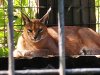 Safari West 2016 0606 063.jpg